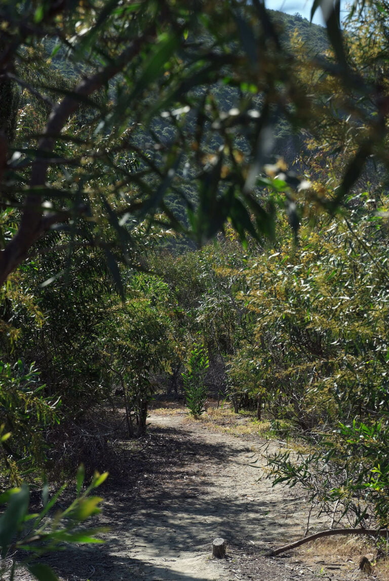 img cabildo ambiental 3